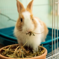 Charities announce strategy for rabbit welfare