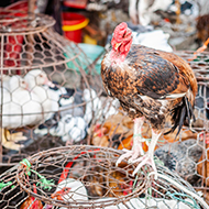 Study reveals rate of avian flu transmission