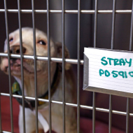 RSPCA launches new award for elected officials