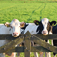 High risk of new bluetongue cases, APHA warns