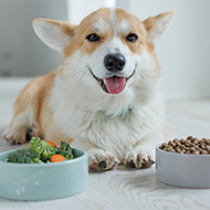 Scientists challenge health claims of vegan dog diet study