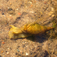 Antibiotic pollution harms pond snails' ability to learn