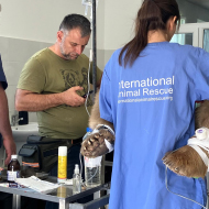 Dental surgery on rescued bear a success