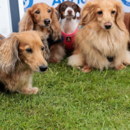 Dachshund dog walk sets world record