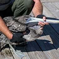 California sees surge in cases of malnourished pelicans