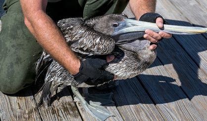California sees surge in cases of malnourished pelicans