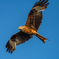 Breeding Bird Survey marks 30 years of citizen science