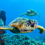Review calls for sea turtle monitoring