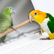 Parrots prefer to video-call than watch videos, study finds