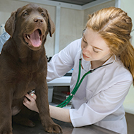 Search begins for BVA's Young Vet of the Year