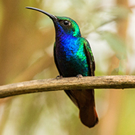 Citizen scientists asked to help find birds lost to science