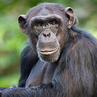 Millimetre-wave technology could estimate primates' heart rates