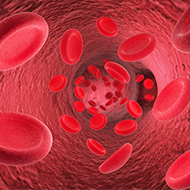 Study sheds light on equine endothelial cells
