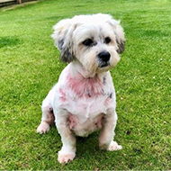 Scottish SPCA reports surge in animal rescues