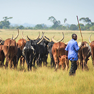 Movement data could help control cattle diseases, study finds