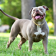 Charities' XL bully neutering scheme closes