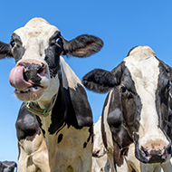 Free bluetongue tests now available in high-risk counties