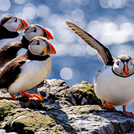 First puffin census in Farne Islands since 2019 begins
