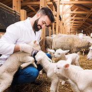 NOAH publishes Animal Health Manifesto