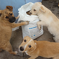 Animals evacuated from Ukraine's Kharkiv region