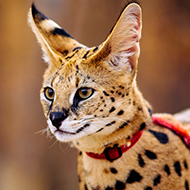 Charity calls for political candidates to review exotic pet laws