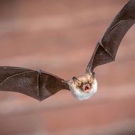 Bat monitoring report reveals concerning trends