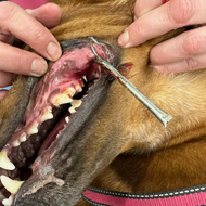 Vets urge fishing safety after dog's injury