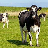 BVD testing to become mandatory in Wales