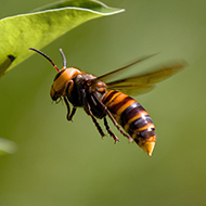 Urgent action needed against invasive species, study finds