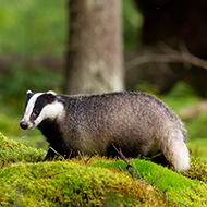 Naturewatch wins award for wildlife crime work