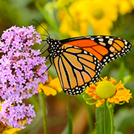 Big Butterfly Count 2024 begins