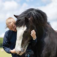 Struggling horse owners urged not to wait until winter to rehome