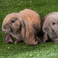 RVC links unnatural body shapes with rabbit health issues