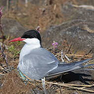 Arctic tern colony sees more adults return than estimated