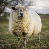 Farmers reminded of bluetongue risk
