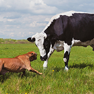Livestock attack DNA project moves to next stage