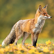 Metropolitan Police reduces wildlife crime unit