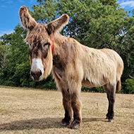 Donkey Sanctuary says goodbye to 'icon' Poitou donkey