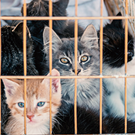 Number of cats and kittens in USPCA's care doubles