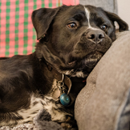 Scheme to support pet owners in social housing launched