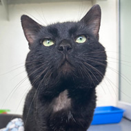 Black cats take three times longer to rehome