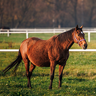 Horse miscarriage study identifies chromosomal errors