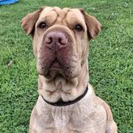 Ferne Animal Sanctuary renews pleas for donations