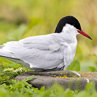 Seabird species added to conservation red list