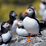 Farne Islands puffin numbers stable after avian flu