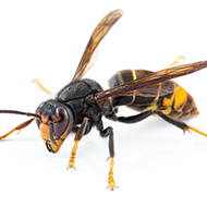 Public asked to track yellow-legged hornet sightings