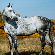 Study finds cause of 'fast-greying' in horses