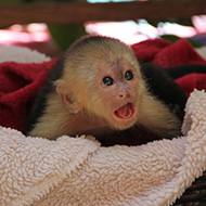 Report reveals rise in 'fake animal rescues'