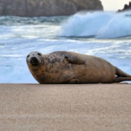 Wildlife crime rates remain high, but prosecutions fall
