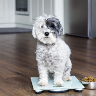 Pet obesity report reveals perception gap
